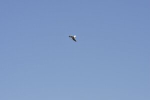_DH83333