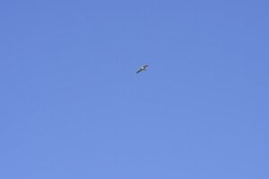 _DH83339