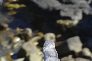 _DH83348