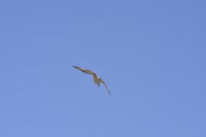 _DH83364