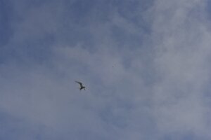 _DH83517