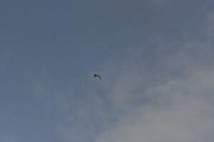 _DH83520
