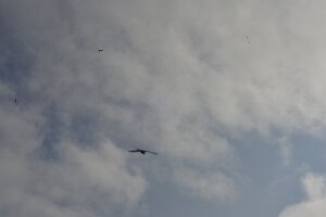 _DH83521