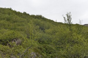 _DH83560