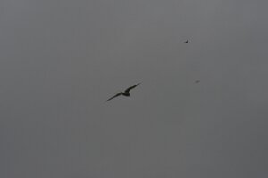_DH83694