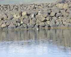 218_Borgafjordur
