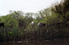 large00010428-78
